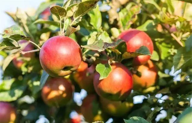 高血脂|甘油三酯偏高,少碰2黄,多吃2果,摒弃2习,血脂或慢慢往下降