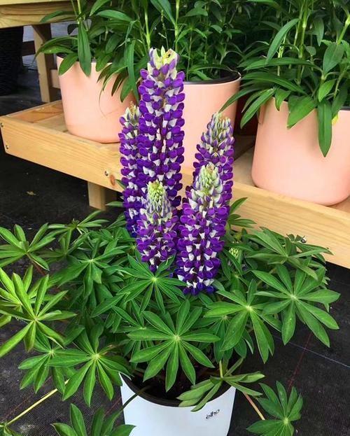 此花耐寒,零下5度冻不死,花朵一串串像“冰棍”,一开2个月