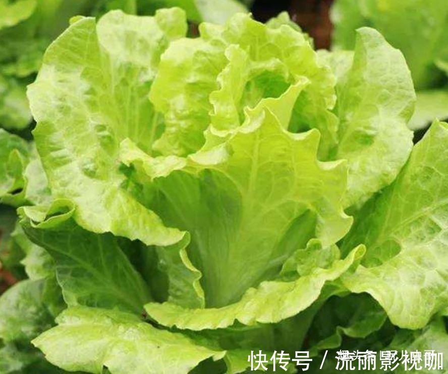 虫哥|生菜保护眼睛，清热提神，种出更优质丰产的生菜，仅需掌握四点！