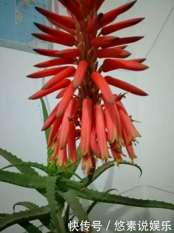 4种花有灵性,平时难开花,一有好事就开花!