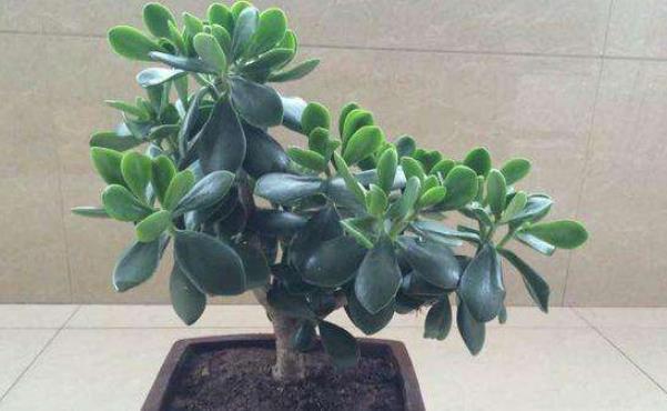 净化|室内必须养的“镇宅树”,旺财又养人,尤其第三种,越养越值钱