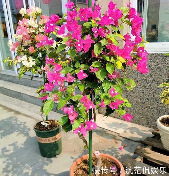 想养盆景三角梅,从“小”抓起,养出盆景,“千金”不换