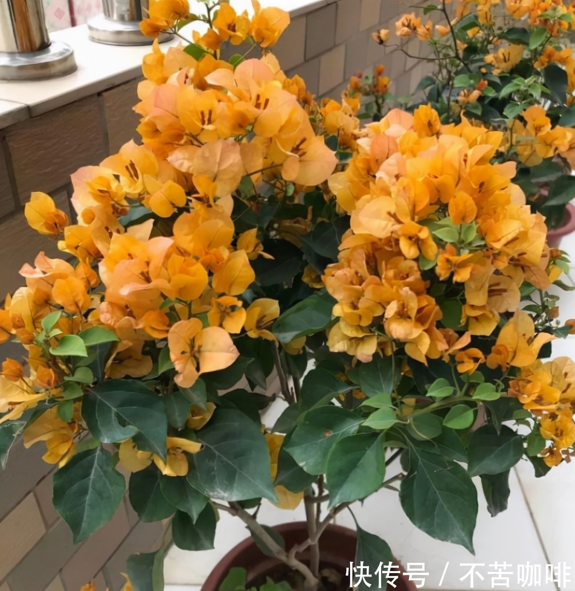 7种花特怕冷，一降温就容易死，再不管只剩盆