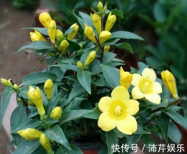 我经常用以下三种水浇花,不用施肥也能让花卉长到爆盆