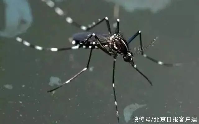 知识|长知识!蚊虫叮咬指数是如何预测得到的?