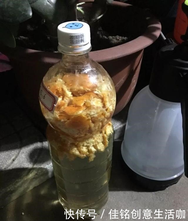橘子皮|养花不给花洗澡,难怪长不好总黄叶,别忽视!