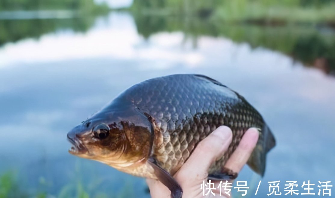 适合一年四季钓鲫鱼的实用小技巧,一般人不告诉他