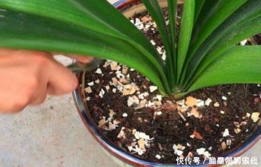 4种垃圾家家都有,垫在花盆里,半年长出白菜根早看少吃亏