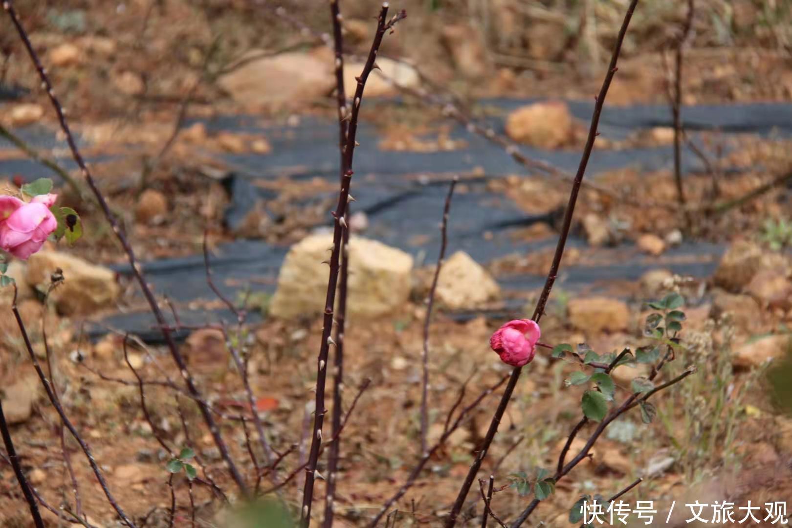 昆明冬日看花