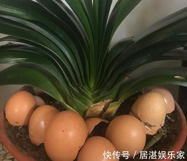 腐叶土|养花缺不了营养土不想要花钱买,就添加上它们,比买的还好