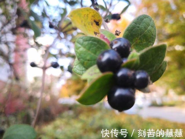 紫藤@五律 冬韵（外五首）