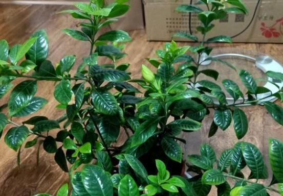 花店老板打死都不愿意说的秘密:养花草怎么防治烂根黄叶