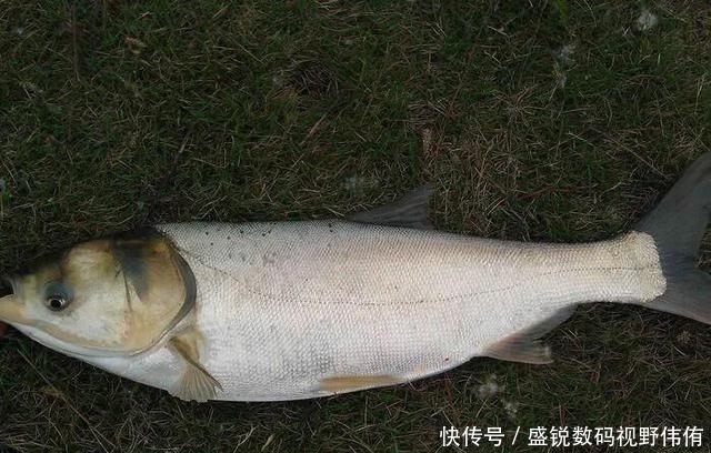 夏季如何垂钓白鲢鱼?掌握这几个要素,让你鱼获满满