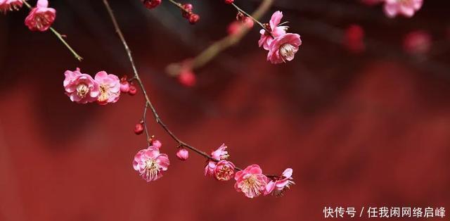 老年|七绝《情浓酒醉暗香流》平水韵