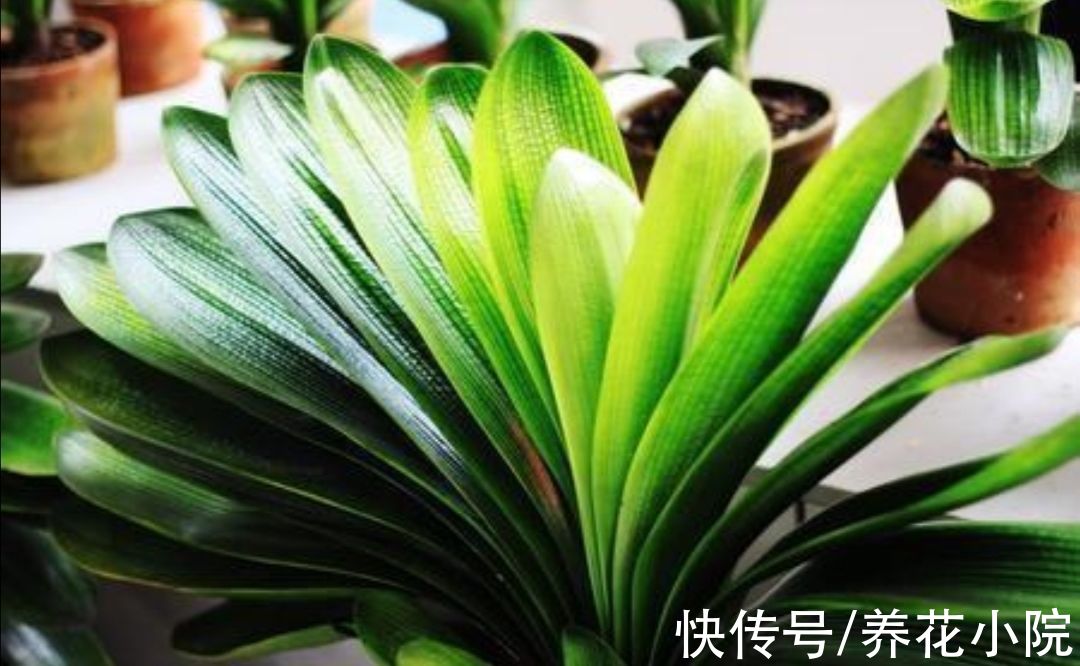 10月养君子兰,勤用“4种花肥”,植株长势旺,有助于开花