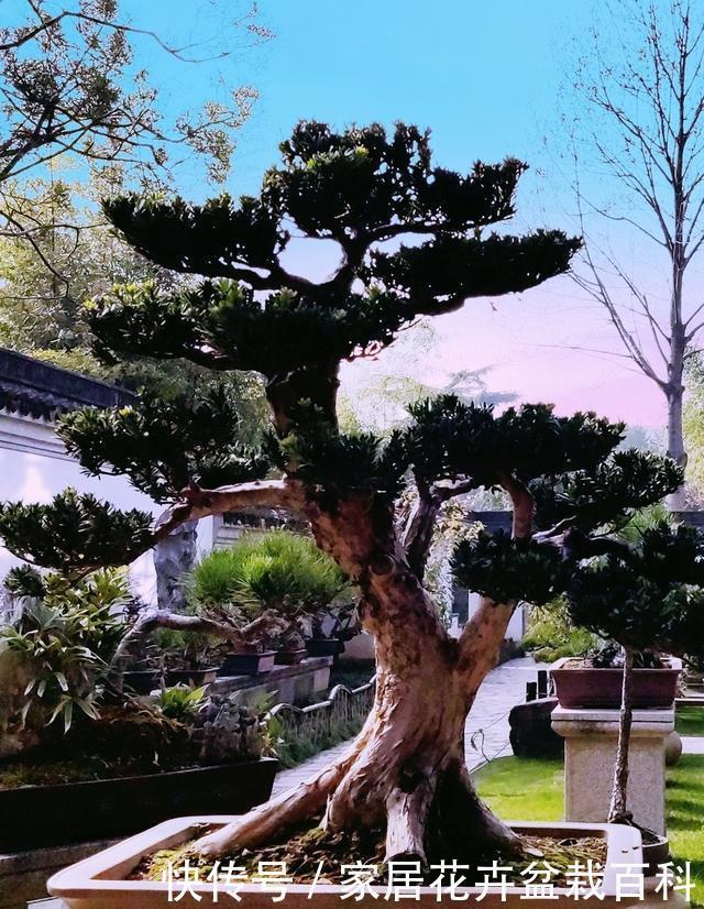 盆栽罗汉松,最吉祥的庭院主景树,可遇不可求