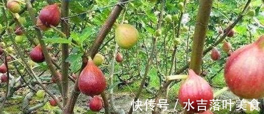 无花果树浑身是宝!成熟的果实软糯香甜,枝叶还有这3大妙用!