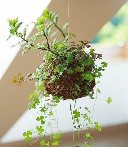室内绿植种花不用盆，揉一个小球吊起来就让家里美翻