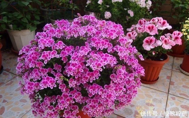 欧洲最流行的阳台花卉，花色艳丽，三季开花，极易爆盆，养花选它！