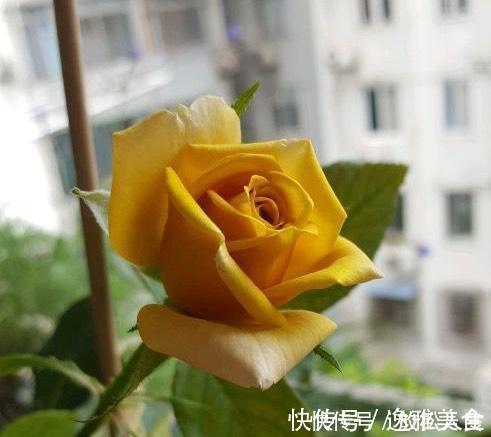 盘点10种古典美复古色系月季，你必须拥有其中一种！