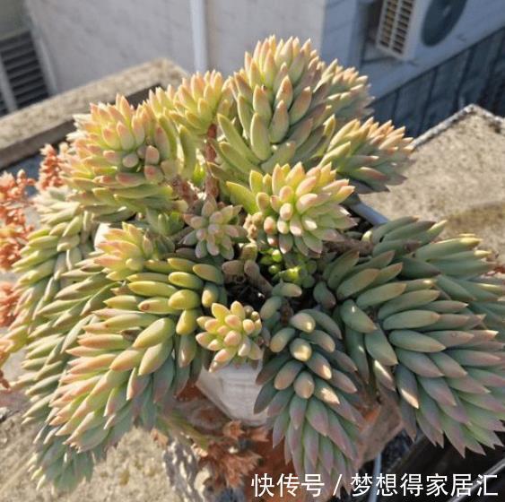 多肉植物|3种高颜值多肉，有人喜欢有人厌，掌握喜好容易出状态