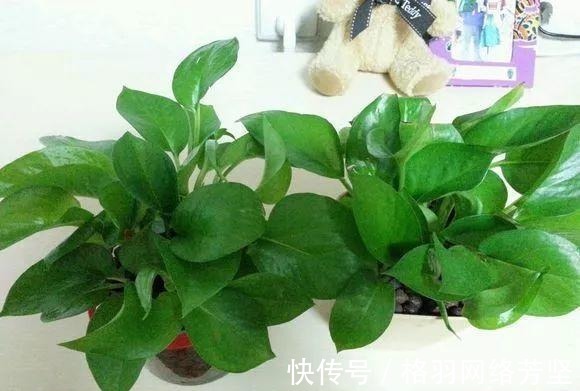黄叶|绿萝又黄叶了, 这样一处理, 又是绿油油的一盆!