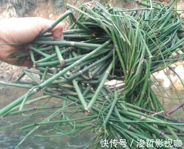 野草|水沟旁的一株野草,过去常用来接骨,寿命高达50年,却不值钱