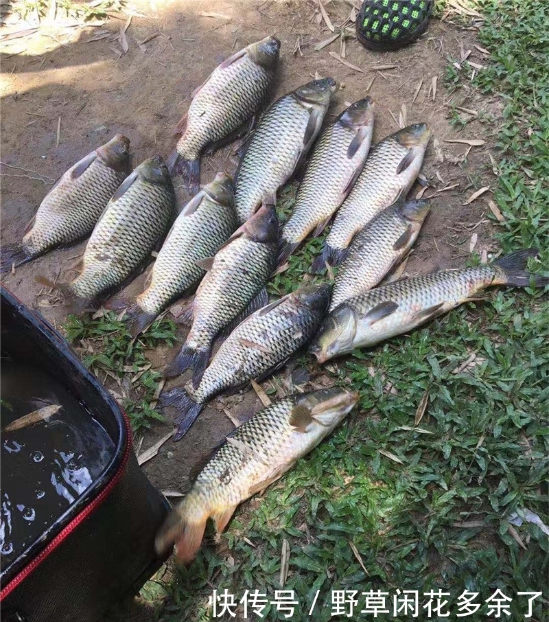 几款野钓良心窝料推荐,便宜好用诱鱼快,十数次爆护记录担保