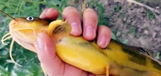 对付|一种钓法“对付”黄颡鱼,百试百灵,越钓越不想收竿