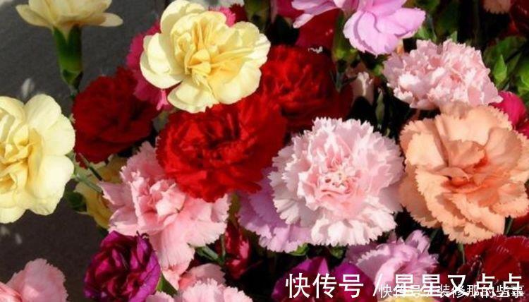 超美|养花就养4种花,家里养一盆,一开就美爆,养1盆超美!