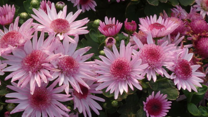 喜欢菊花,不如养盆“菊中精品”紫袍,群芳争艳,开花爆盆美!