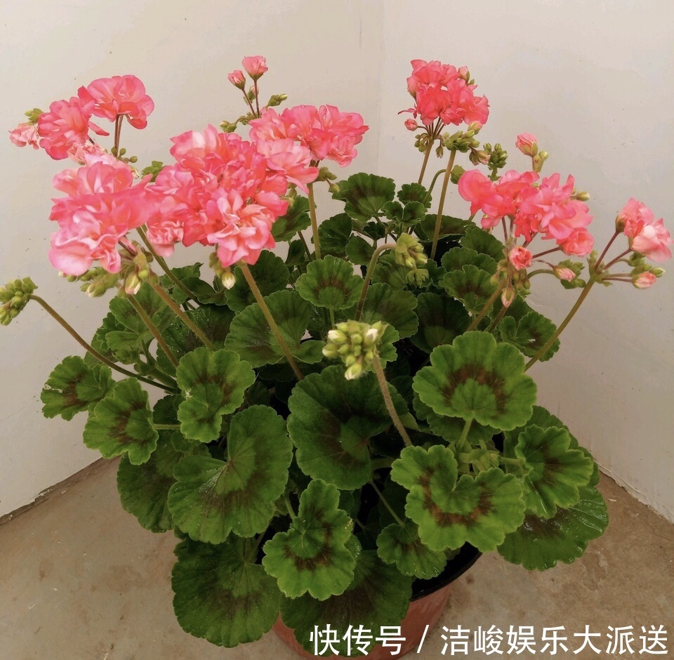 绣球花|家里有2种花,趁着现在“摘心”,花苞呼呼窜,个个开爆盆