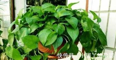 入冬后吊兰,绿萝怎么养,浇上2种水,叶片翠绿,过冬也放心