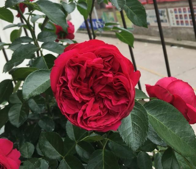 不要羡慕别人的月季花好看，月季做到这些养护你也能，赶快行动吧