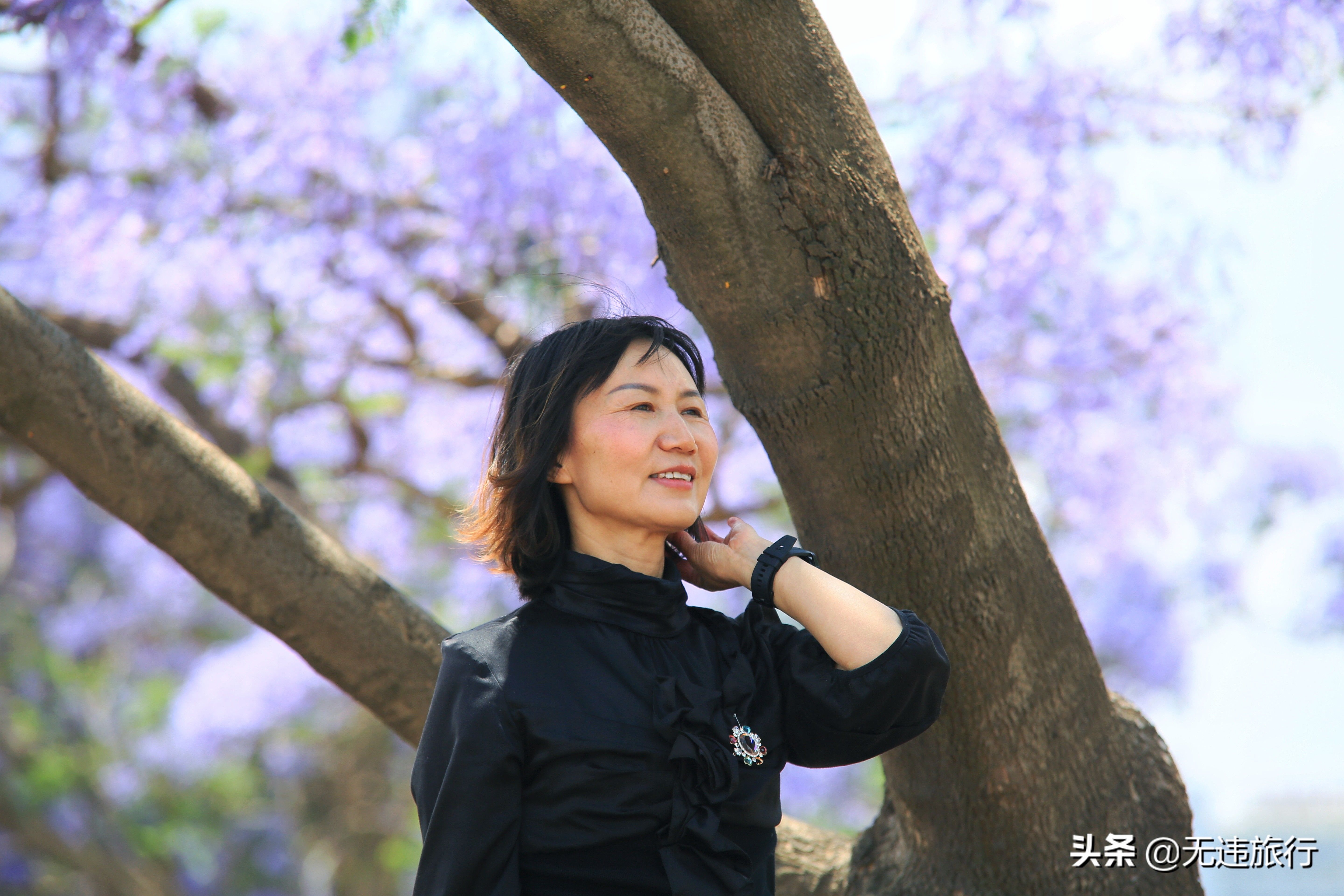 大理的蓝花楹开了，花期较短，赶快欣赏