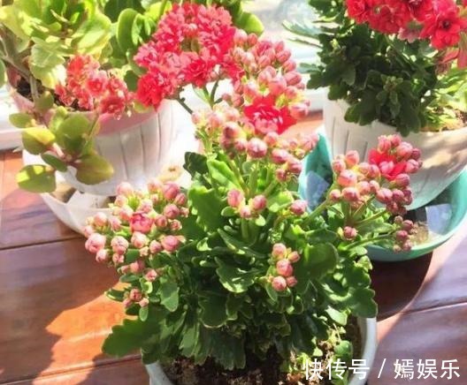 修剪|盆栽养殖长寿花,花谢就修剪、施肥,等一个月又能催花了