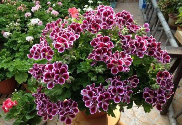 养花技巧粗生粗养也能四季开花！少养1种都觉得亏了