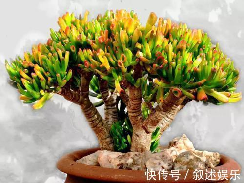 4种名字带“财意”的植物,是吉祥的观赏花,家里有空建议养一盆