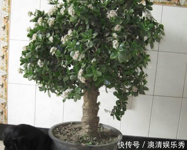 修剪|秋季养3种植物，多“切几刀”才能长新芽，养半年就爆盆