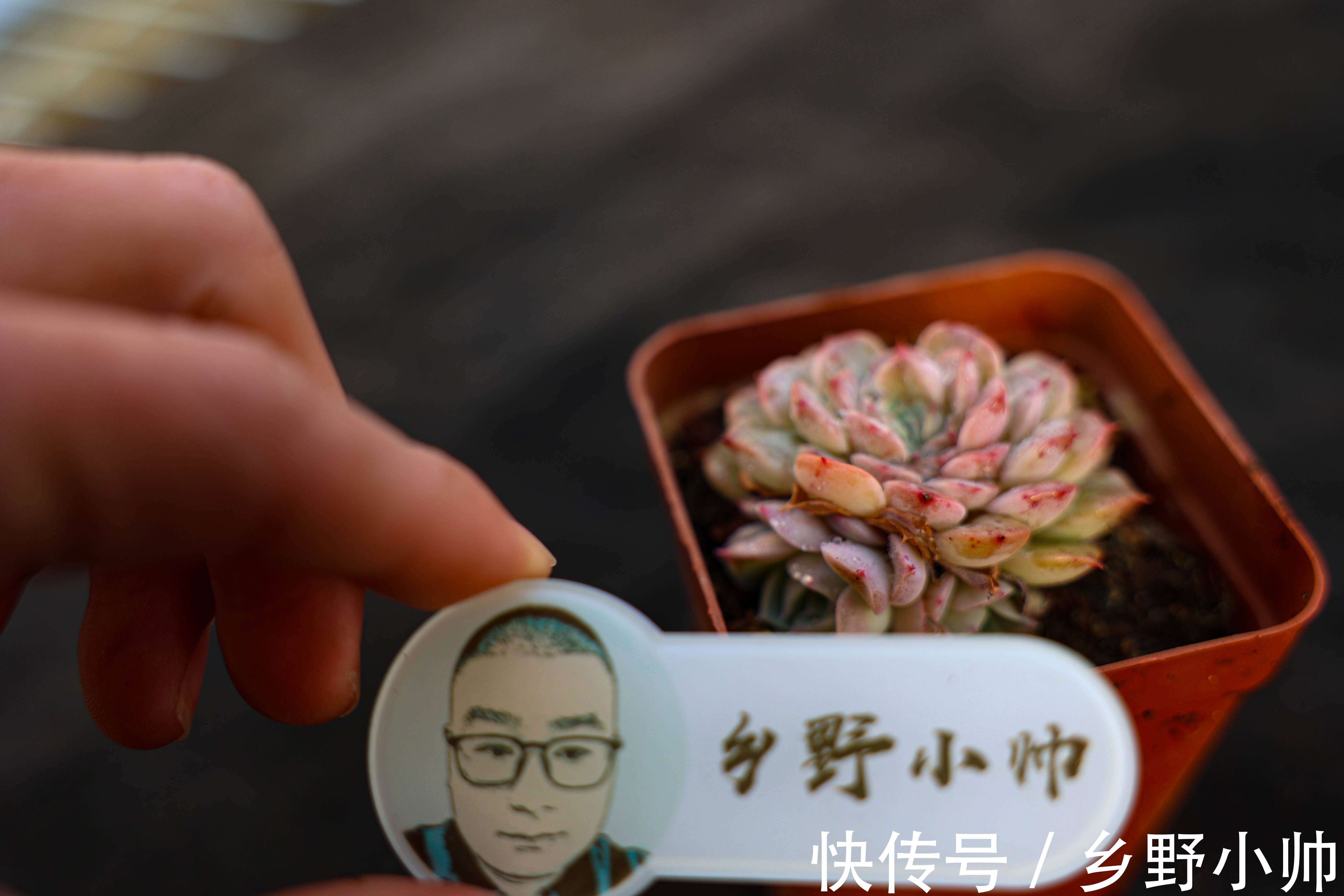 群生|多肉爆侧芽?砍头之后怎么处理?用对方法肉肉爆满盆