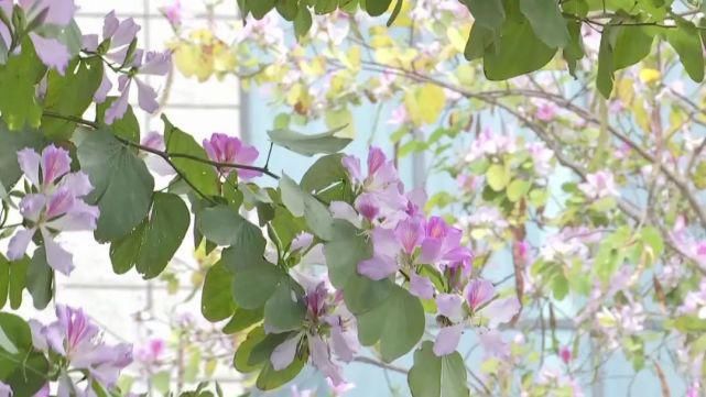 老年|宫粉紫荆、木棉、黄花风铃木……满城尽是花花花！内附广州赏花攻略！