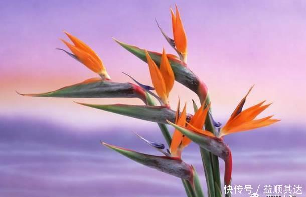 花草盆栽：6种冬天开花的植物，随便养上一盆，美翻整个寒冬！