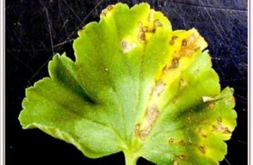  强光暴晒|天竺葵的叶片出现发黄枯萎的现象，是什么原因导致的？该如何治疗和养护？