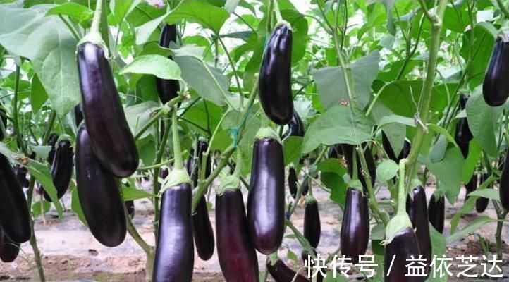 维生素e|茄子好吃但是不能乱吃，吃茄子有一种禁忌，还有人傻傻不清楚