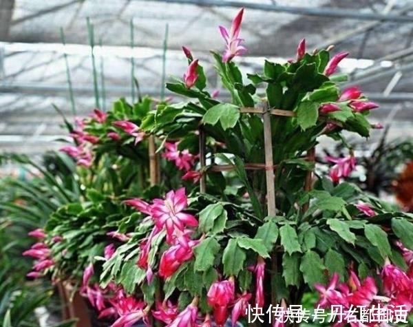 冬天蟹爪兰长不好?花盆里放点它,暖冬给你一个惊喜!