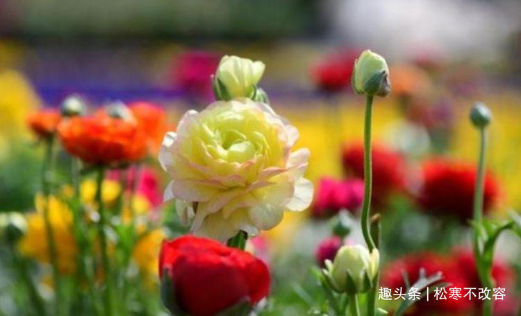 花卉|几款艳丽的花卉,漂亮又好闻,四季有花开,花香四溢飘满屋,美