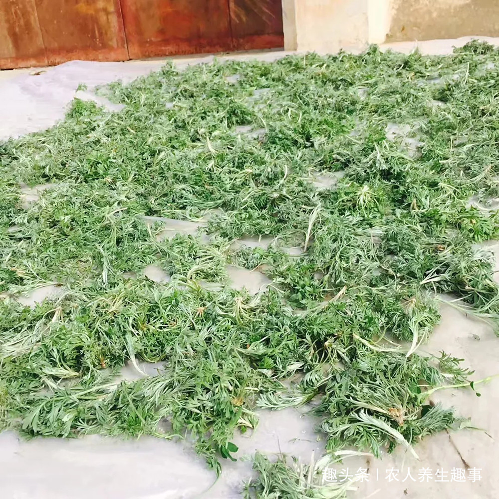 茵陈|农村路边的“养肝菜”,隔三岔五吃一吃,排出肝毒连口臭也没了