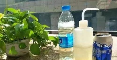 浇花|喝剩的啤酒别扔,用来养花,比花肥还厉害,新叶花苞“爆满盆”