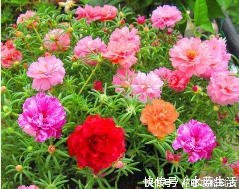 “4种花”最好养,半月浇水一次,花开压弯枝头,适合新手养