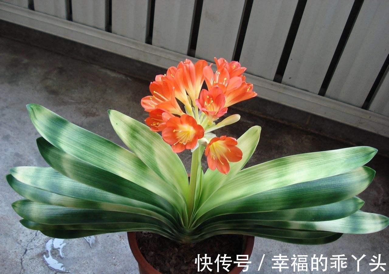 冬季养君子兰、牡丹该注意什么?注意把握细节,它们好看又好活